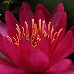 IMG_1106